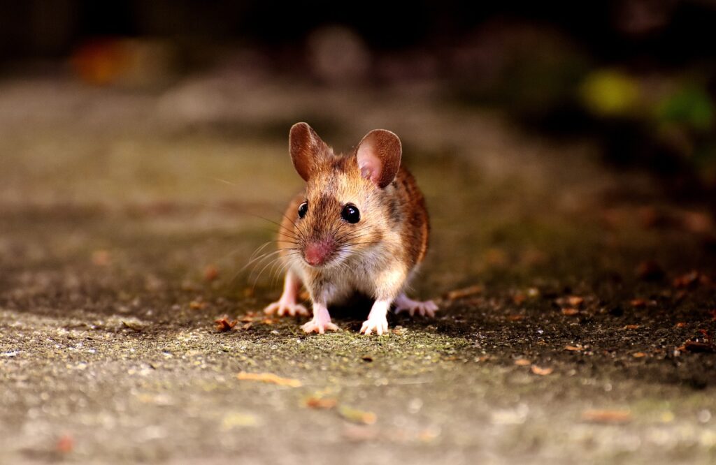 How to Keep Mice Away From the Garage
