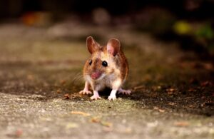 How to Keep Mice Away From the Garage